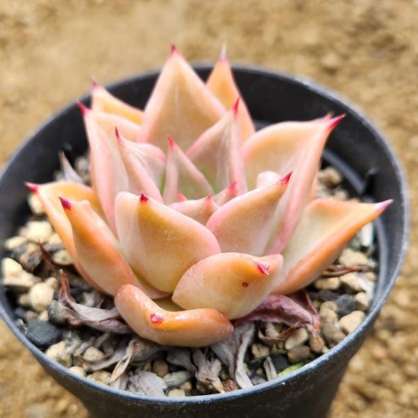 マディバ  7.5cmポット 多肉植物 エケベリア Echeveria &apos;Madiba&apos; 福岡県産 ...