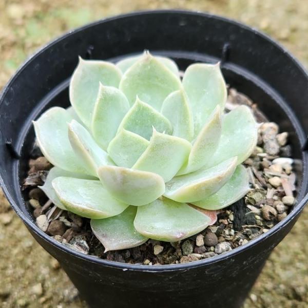 マーベリック  7.5cmポット 多肉植物 エケベリア Echeveria  福岡県産 多肉 観葉植...