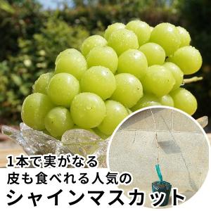 ぶどう・シャインマスカットPVP・挿し木樹高0....の商品画像