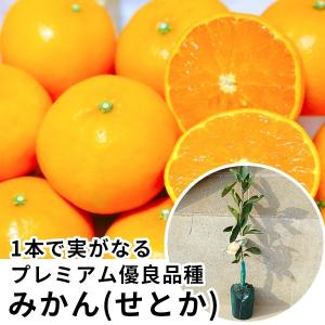とげなしせとか（みかん）：果樹苗 (トゲ無しせとか） PVP商品（種苗法