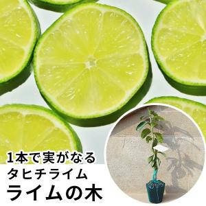 ライム苗木の商品一覧 通販 Yahoo ショッピング