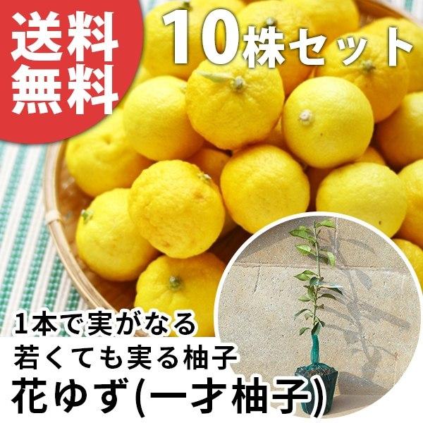 【10本セット】 花柚子樹高0.4m前後 15cmポット 苗木 一才柚子 1年生 1本で実がなる 接...