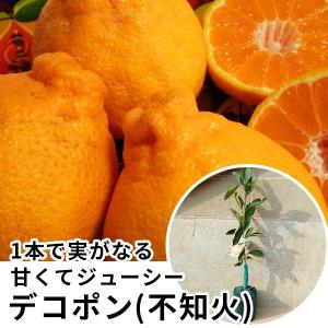 みかん・せとかPVP樹高0.4m前後 15cmポット セトカ 登録品種 みかんの