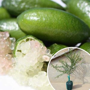 ライム苗木の商品一覧 通販 Yahoo ショッピング