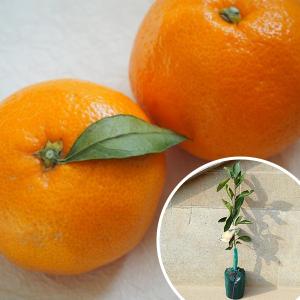 5本セット】 スイートスプリング樹高0.4m前後 15cmポット みかん