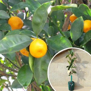 柑橘・津之輝PVP樹高0.4m前後 15cmポット つのかがやき ツノカガヤキ