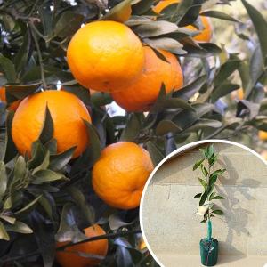 紅甘夏 1年生接木苗 なつみかん 爆買 : 苗木部 花ひろばオンライン