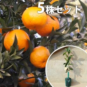 オレンジ 苗木 【紅甘夏 （べにあまなつ）】 3年生 接ぎ木 約1.0m 大苗