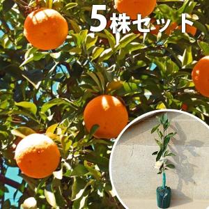 柑橘・津之輝PVP樹高0.4m前後 15cmポット つのかがやき ツノカガヤキ