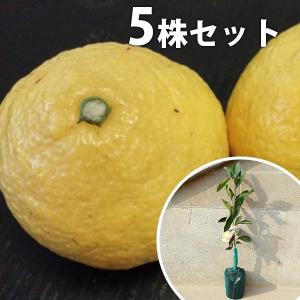 みかん 苗木 はるか 3年生接木大苗 産地で剪定済 1.0m苗 登録品種