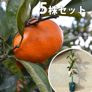 せとか】 柑橘大苗 4年生接木苗 柑橘 ※納期指定:発送予定2026年3