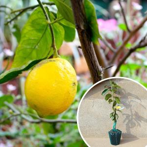 璃の香】 素掘り苗 1年生接木苗 レモン ※納期指定:発送予定2026年