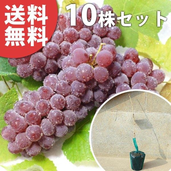 【10本セット】 ぶどう・デラウェア・挿し木樹高0.4m前後 15cmポット 苗木 葡萄 ぶどうの木...