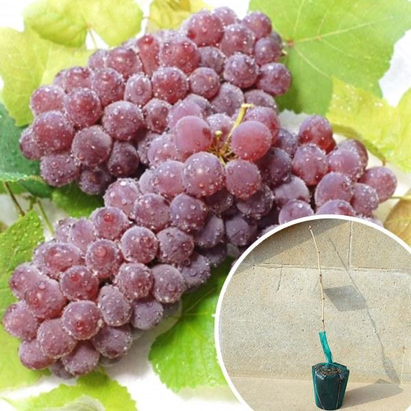 【30本セット】 ぶどう・デラウェア・挿し木樹高0.4m前後 15cmポット 苗木 葡萄 ぶどうの木...