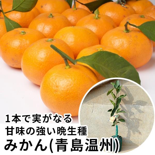 2年生苗・みかん・青島温州樹高0.6m前後 15cmポット 大苗 2年生 苗木 1本で実がなる苗 苗...