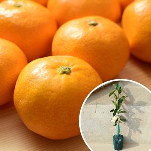 5本セット】 スイートスプリング樹高0.4m前後 15cmポット みかん