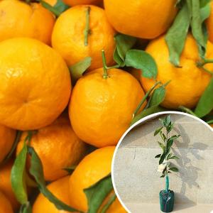 ※裸苗※ポンカン・太田（10本セット） 樹高0.4m前後 12裸苗 冬季限定※予約商品 ぽんかん おおた オオタポンカン オオタ みかん 柑橘 接ぎ木 苗木 1年生 苗 ※