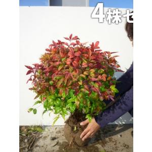 オタフクナンテン（4本セット） 樹高0.35m前後 根巻 おたふく南天 お多福南天 低い生垣やグランドカバーに 苗木 苗 植木 庭木 生け垣 送料込み