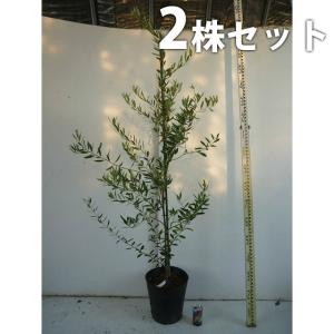新着商品 オリーブ 2本セット 樹高1 2m前後 24cmポット オリーブの木 苗木 植木 苗 庭木 生け垣 送料込み Ta 2set 季の香 通販 Yahoo ショッピング Talentoincluir Com Br