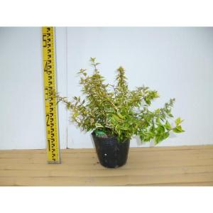 アベリア カレイドスコープの商品一覧 通販 Yahoo ショッピング