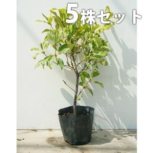 シキミ（5本セット） 樹高0.4m前後 15cmポット 苗木 苗
