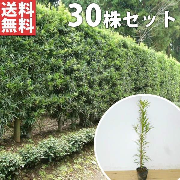 イヌマキ（30本セット） 樹高0.3m前後 10.5cmポット 苗木 苗  (犬槇) いぬまき 植木...