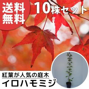 イロハモミジ（10本セット） 樹高0.5m前後 10.5cmポット (いろは紅葉 紅葉 モミジ もみ...