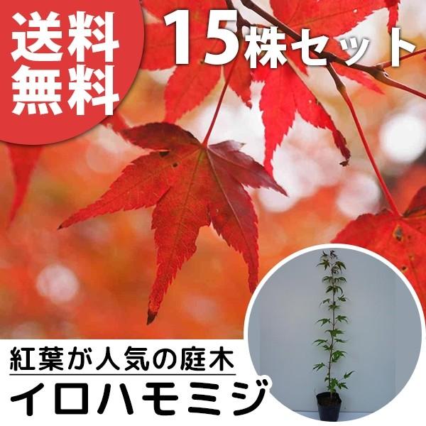 イロハモミジ（15本セット） 樹高0.5m前後 10.5cmポット (いろは紅葉 紅葉 モミジ もみ...