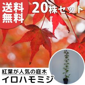 イロハモミジ（20本セット） 樹高0.5m前後 10.5cmポット (いろは紅葉 紅葉 モミジ もみ...