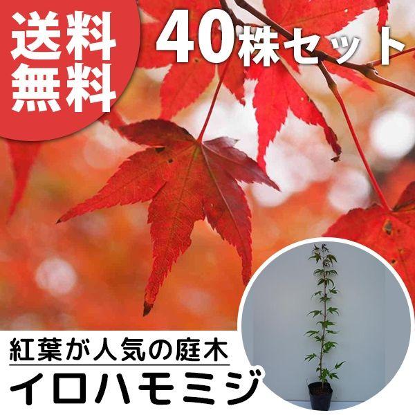 イロハモミジ（40本セット） 樹高0.5m前後 10.5cmポット (いろは紅葉 紅葉 モミジ もみ...