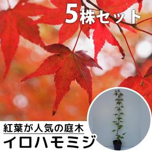 カエデ モミジ 花 ガーデニング の商品一覧 通販 Yahoo ショッピング