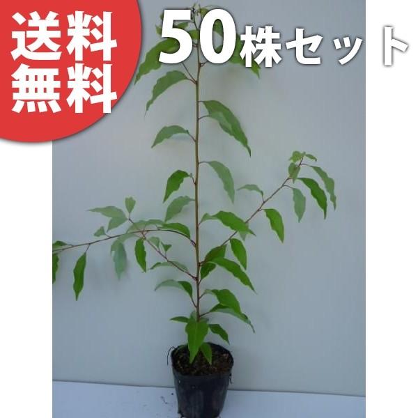 クスノキ（50本セット） 樹高0.3m前後 10.5cmポット くすのき 楠 楠の木 苗木 苗 植木...