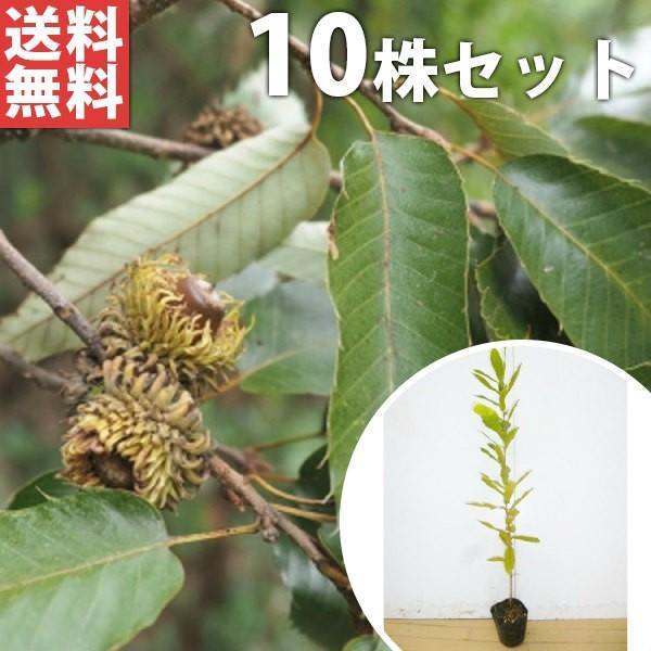 クヌギ（10本セット） 樹高0.5m前後 10.5cmポット くぬぎ 椚 櫟 苗木 苗 植木 庭木 ...