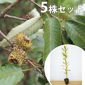 クヌギ（5本セット） 樹高0.5m前後 10.5cmポット くぬぎ 椚 櫟 苗木 苗 植木 庭木 生け垣