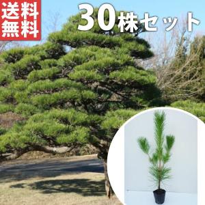 クロマツ（30本セット） 樹高0.5m前後 10.5cmポット 黒松 くろまつ 松の木 苗木 苗 植木 庭木 生け垣 送料込み｜u-kinoka