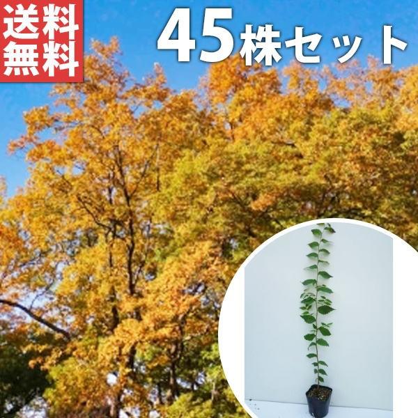 ケヤキ（45本セット） 樹高0.5m前後 10.5cmポット けやき 欅 苗木 苗 植木 庭木 生け...