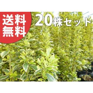 斑入りマサキ 苗木 植木 の商品一覧 花 ガーデニング 通販 Yahoo ショッピング