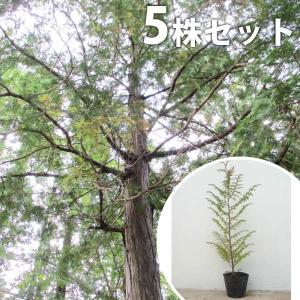 ヒノキ 苗木 植木 の商品一覧 花 ガーデニング 通販 Yahoo ショッピング