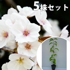 ヤマザクラ（5本セット） 樹高0.5m前後 10.5cmポット 山桜 サクラ・さくら・桜  苗木 苗 植木 庭木 生け垣