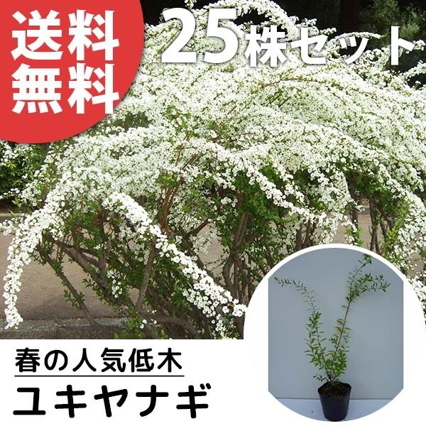 ユキヤナギ（25本セット） 樹高0.3m前後 10.5cmポット 雪柳 ゆきやなぎ 苗木 苗 植木 ...