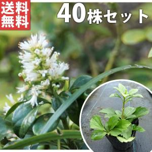 フッキソウ 苗の商品一覧 通販 Yahoo ショッピング