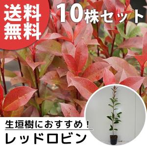 レッドロビン（10本セット） 樹高0.4m前後 10.5cmポット 苗木 苗 ベニカナメモチ ベニカナメ れっどろびん 垣根 生垣用 生垣 植木 庭木 生け垣 送料込み 目隠し