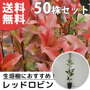 レッドロビン（50本セット） 樹高0.4m前後 10.5cmポット 苗木 苗 ベニカナメモチ ベニカナメ れっどろびん 垣根 生垣用 生垣 植木 庭木 生け垣 送料込み 目隠し