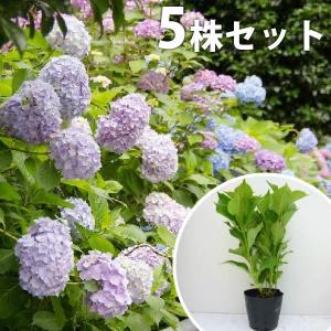 西洋アジサイの商品一覧 通販 Yahoo ショッピング
