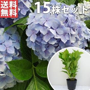 アジサイ 青 15本セット 樹高0 4m前後 15cmポット 青花 アオ