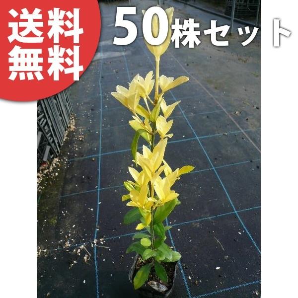 オウゴンマサキ（50本セット） 樹高0.3m前後 10.5cmポット 苗木 苗 おうごんまさき （黄...