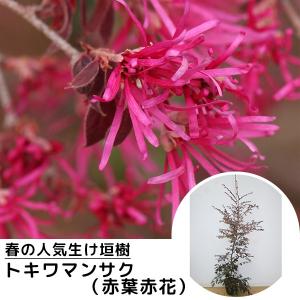 トキワマンサク 苗木 植木 の商品一覧 花 ガーデニング 通販 Yahoo ショッピング