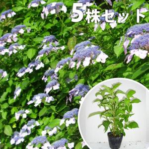 紫陽花の苗の商品一覧 通販 Yahoo ショッピング