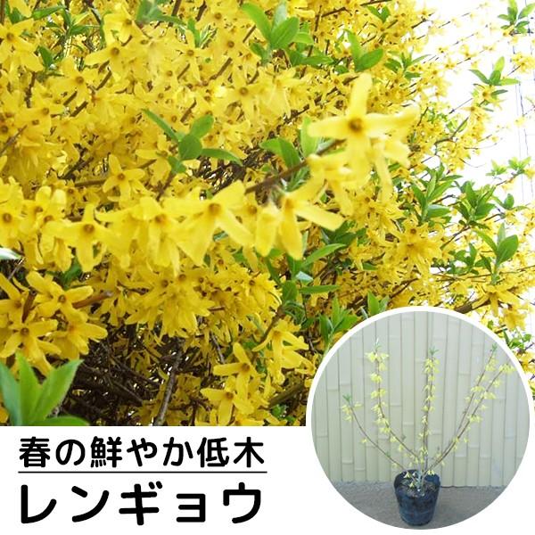 レンギョウ（10本セット） 樹高0.4m前後 15cmポット れんぎょう 苗木 植木 庭木 生け垣 ...