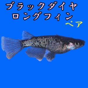 プレミアムメダカ めだか オロチラメ 送料無料 目高 ロングフィン ペア オロチラメ 産卵 中里氏オリジナル 中里氏オリジナル ラメ ブラックダイヤ松井ヒレ長 メダカ オロチ 飼育 綺麗 生体